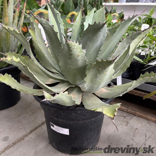 Aloe vera - zelený zázrak pre váš domov, výška 50/70 cm, v črepníku 15l Aloe vera