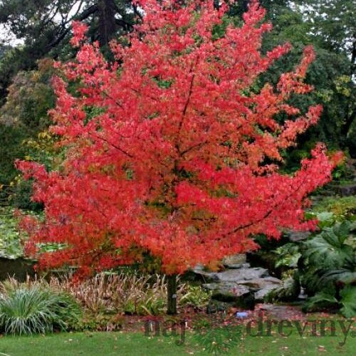 Ambrovník styraxový 100/120 cm, v črepníku Liquidambar styraciflua