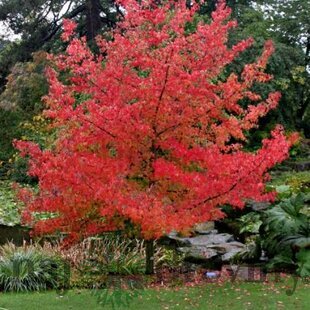 Ambrovník styraxový 100/120 cm, v črepníku Liquidambar styraciflua
