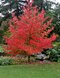 Ambrovník styraxový 100/120 cm, v črepníku Liquidambar styraciflua
