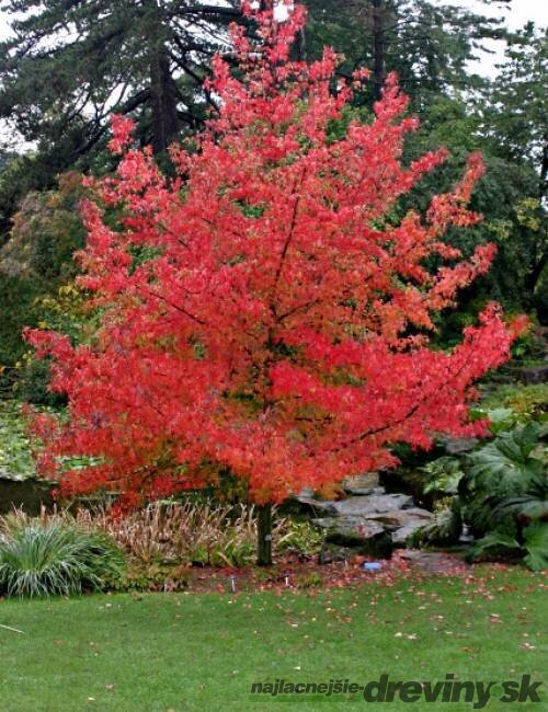 Ambrovník styraxový 100/120 cm, v črepníku Liquidambar styraciflua