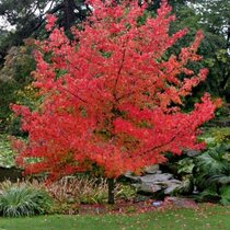 Ambrovník styraxový 100/120 cm, v črepníku Liquidambar styraciflua
