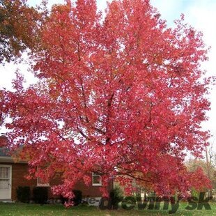 Ambrovník styraxový 250/350 cm, obvod 10/12 cm, v črepníku Liquidambar styraciflua