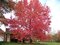 Ambrovník styraxový 250/350 cm, v črepníku Liquidambar styraciflua