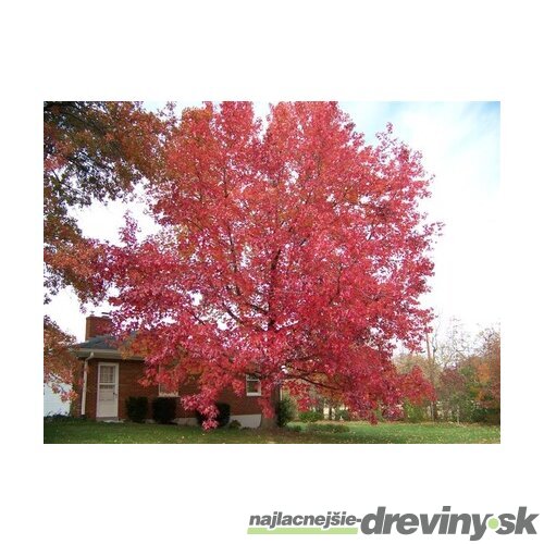 Ambrovník styraxový 250/350 cm, v črepníku Liquidambar styraciflua