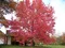 Ambrovník styraxový 250/350 cm, v črepníku Liquidambar styraciflua