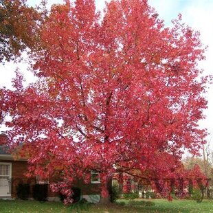 Ambrovník styraxový 250/350 cm, v črepníku Liquidambar styraciflua