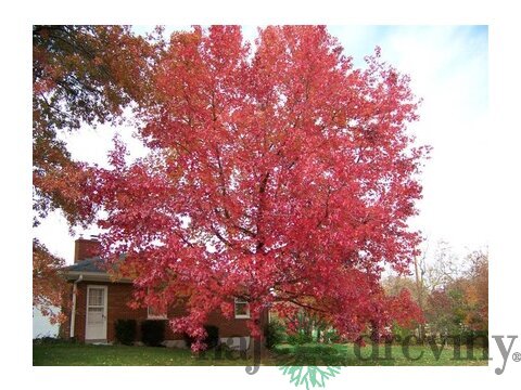 Ambrovník styraxový 250/350 cm, v črepníku Liquidambar styraciflua