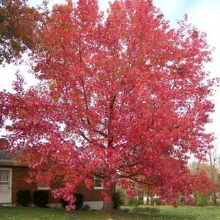 Ambrovník styraxový 250/350 cm, v črepníku Liquidambar styraciflua