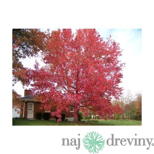 Ambrovník styraxový 250/350 cm, v črepníku Liquidambar styraciflua
