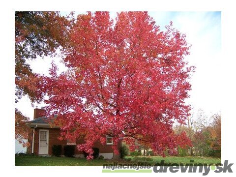 Ambrovník styraxový 250/350 cm, v črepníku Liquidambar styraciflua