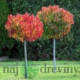 Ambrovník styraxový Gum Ball, na kmienku 80/100 cm, celková výška 140/160 cm, v črepníku 10l Liquidambar Gum Ball