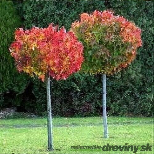 Ambrovník styraxový Gum Ball, na kmienku 80/100 cm, celková výška 140/160 cm, v črepníku 10l Liquidambar Gum Ball