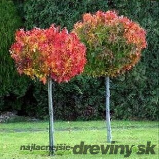 Ambrovník styraxový Gum Ball, na kmienku 80/100 cm, celková výška 140/160 cm, v črepníku 10l Liquidambar Gum Ball