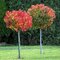Ambrovník styraxový Gum Ball, na kmienku 80/100 cm, celková výška 140/160 cm, v črepníku 10l Liquidambar Gum Ball