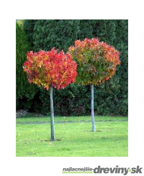 Ambrovník styraxový Gum Ball výška 180/200 cm v črepníku Liquidambar styraciflua Gum ball