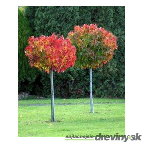 Ambrovník styraxový Gum Ball výška 180/200 cm v črepníku Liquidambar styraciflua Gum ball