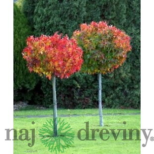 Ambrovník styraxový Gum Ball (Žuvačková Bublina), výška 180/220 cm na kmienku, obvod kmienka 12/14 cm, v črepníku Liquidambar styraciflua Gum Ball