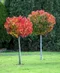 Ambrovník styraxový Gum Ball (Žuvačková Bublina), výška 180/220 cm na kmienku, obvod kmienka 12/14 cm, v črepníku Liquidambar styraciflua Gum Ball