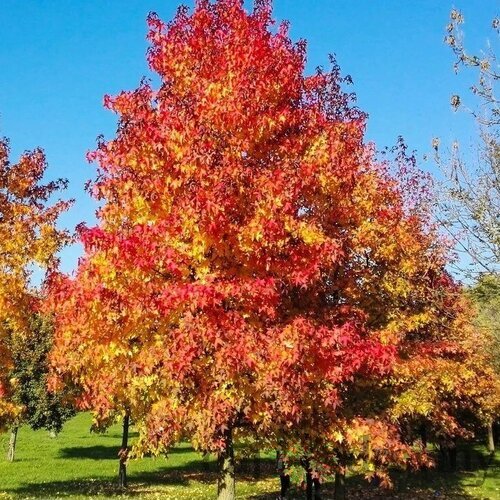 Ambrovník styraxový Variegata výška 180/200 cm v črepníku Liquidambar styraciflua Variegata