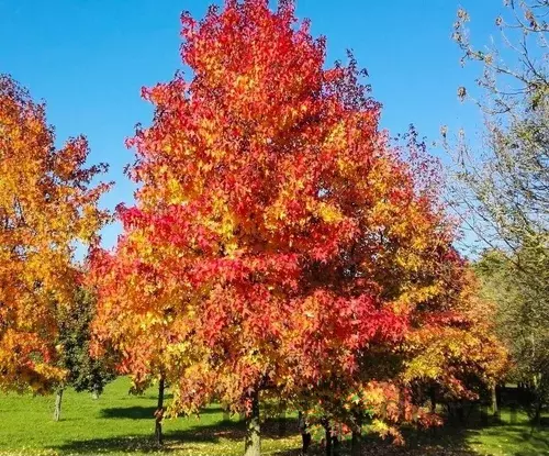 Ambrovník styraxový Variegata výška 180/200 cm v črepníku Liquidambar styraciflua Variegata