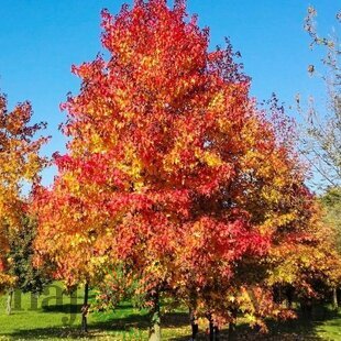 Ambrovník styraxový Variegata výška 180/200 cm v črepníku Liquidambar styraciflua Variegata