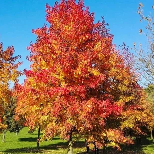 Ambrovník styraxový Variegata výška 180/200 cm v črepníku Liquidambar styraciflua Variegata