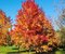 Ambrovník styraxový Variegata výška 180/200 cm v črepníku Liquidambar styraciflua Variegata