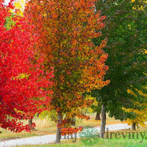 Ambrovník styraxový, výška 100/120 cm, v kvetináči 7,5 l Liquidambar styraciflua