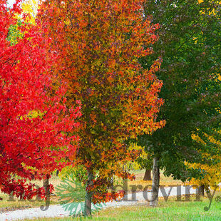 Ambrovník styraxový, výška 100/120 cm, v kvetináči 7,5 l Liquidambar styraciflua