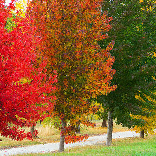 Ambrovník styraxový, výška 100/120 cm, v kvetináči 7,5 l Liquidambar styraciflua