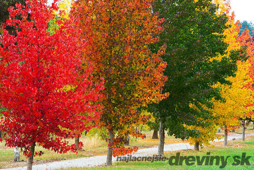Ambrovník styraxový, výška 170/200 cm, v kvetináči 7,5 l Liquidambar styraciflua