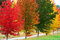 Ambrovník styraxový, výška 170/200 cm, v kvetináči 7,5 l Liquidambar styraciflua