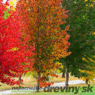 Ambrovník styraxový, výška 200/220 cm, v kvetináči 7,5 l Liquidambar styraciflua
