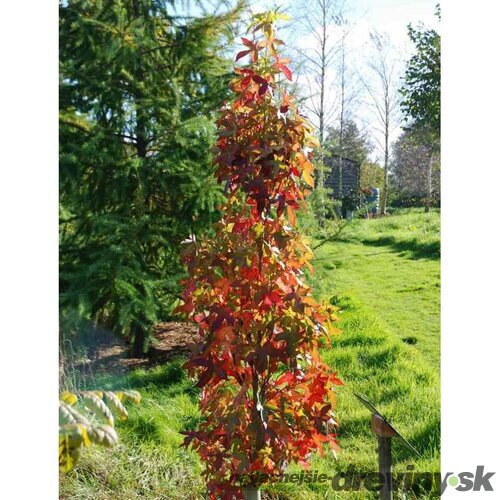 Ambrovník styraxový Worplesdon - stĺpovitý (Fastigiata), výška 180/200 cm, v črepníku Liquidambar styraciflua Fastigiata
