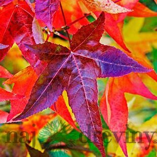 Ambrovník styraxový Worplesdon - stĺpovitý (Fastigiata), výška 180/200 cm, v črepníku Liquidambar styraciflua Fastigiata