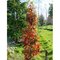 Ambrovník styraxový Worplesdon - stĺpovitý (Fastigiata), výška 180/200 cm, v črepníku Liquidambar styraciflua Fastigiata