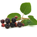 Amelanchier