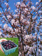 Amelanchier Ballerina, výška 250/350 cm, obvod kmienka 14/16 cm, v črepníku Amelanchier Ballerina