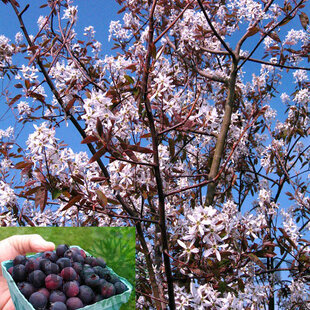 Amelanchier Ballerina, výška 250/350 cm, obvod kmienka 14/16 cm, v črepníku Amelanchier Ballerina