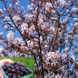 Amelanchier Ballerina, výška 250/350 cm, obvod kmienka 14/16 cm, v črepníku Amelanchier Ballerina