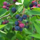 Amelanchier