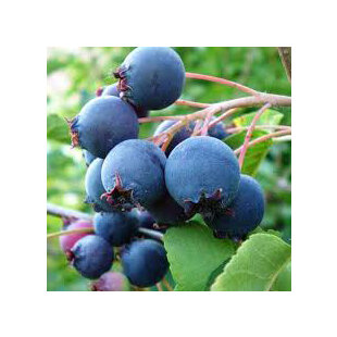 Amelanchier Krasnojarskaja 60/100 cm, v črepníku Amelanchier Krasnojarskaja