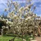 Amelanchier Lamarcki 50/70 cm, v črepníku 3,5l Amelanchier lamarckii