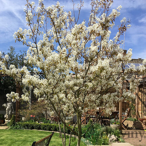 Amelanchier Lamarcki 50/70 cm, v črepníku 3,5l Amelanchier lamarckii