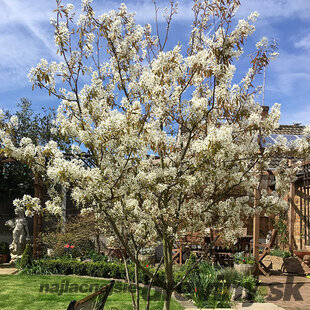 Amelanchier Lamarcki 50/70 cm, v črepníku 3,5l Amelanchier lamarckii