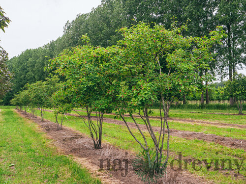Amelanchier Lamarcki 60/80cm, v črepníku Amelanchier lamarckii