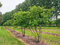 Amelanchier Lamarcki 60/80cm, v črepníku Amelanchier lamarckii