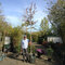 Amelanchier Lamarcki na kmienku 180/200 cm obvod kmienka 8/10 cm v črepníku Amelanchier Lamarckii