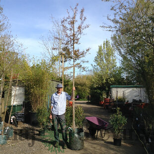 Amelanchier Lamarcki na kmienku 180/200 cm obvod kmienka 8/10 cm v črepníku Amelanchier Lamarckii